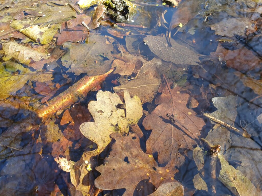 Teich mit vielen Herbstblättern, ein paar kleinen Wasserschnecken und einer Kaulquappe.